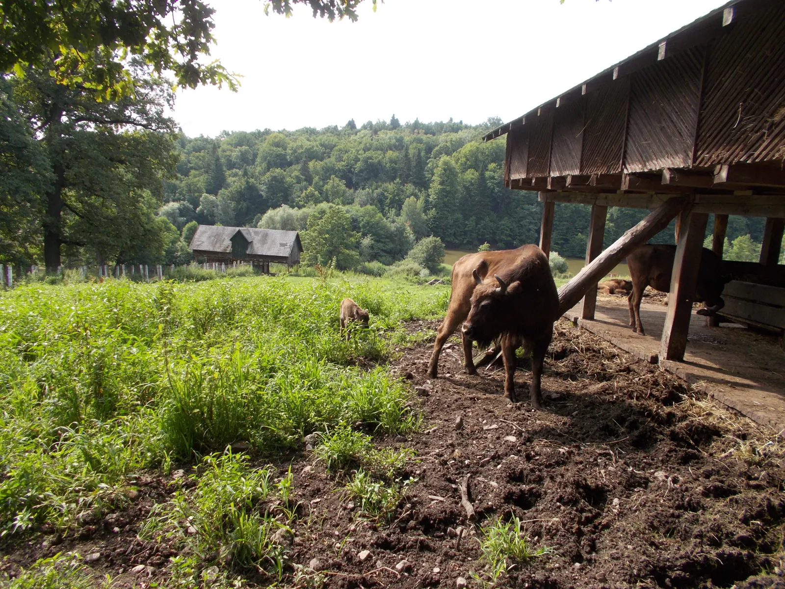Dragoș Vodă Bison and Carpathian Wildlife Reserve